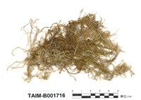 藏品(黃色濕原苔)的圖片